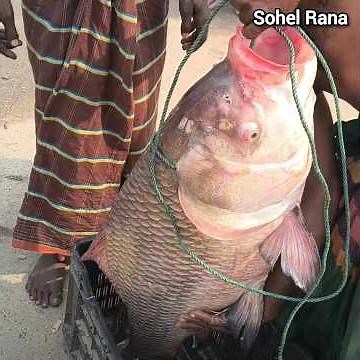Fishermen brought fresh cuttlefish from the Padma #PadmaRiver #cuttlefish #fish #fishing