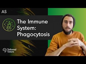 The Immune System: Phagocytosis | A Level Biology Revision | AQA