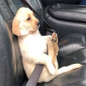 🔴 Funny Cats and Dogs Videos 2020 | Cute Pets