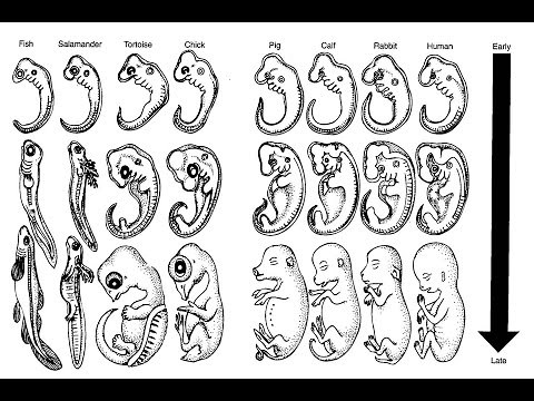 comparative embryology