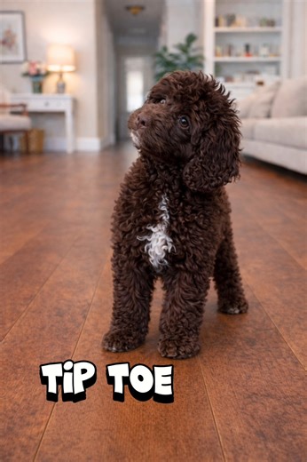Meet Tip Toe, our sweet male Cockapoo 🐾🤎 Cockapoos have a temperament that’s gentle as a front-porch breeze, and Tip Toe is no exception. He’s calm, loving, and easygoing — the kind of little soul that tiptoes right into your heart without making a fuss. Always happy to be near you, always ready for a cuddle, and always bringing that quiet, comforting kind of joy. Soft-natured, sweet-spirited, and full of love — that’s Tip Toe 💛🐶 — SouthEast Doodles | SouthEast Doodles