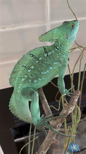 The Most Gorgeous Basilisk You’ve Ever Seen 😍🦎 Emerald Royalty!