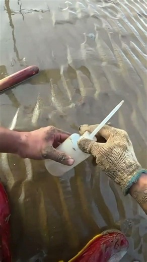 ASMR Visual｜沉浸式寻蛏子 🌊 | Relaxing Razor Clam Digging | Ocean Nature Sounds