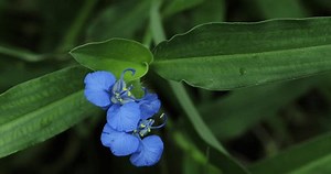 clip-3556664629-blue-flowers-macro-flower-commelina-diffusa-climbing