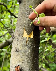 Tree shield budding technique #lifehacks #lifehack #diy #diyfix #quickfix #quicksolution | The Best Couple Videos