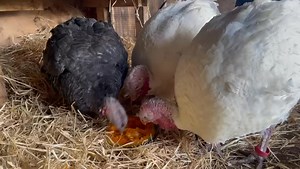 PLEASE SHARE... Knowing they're safe, Hillside's rescued turkeys enjoying life and looking forward to the New Year. | Hillside Animal Sanctuary