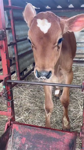A Crossbreed calf😍 || Jersey bull + holstein Friesian cow