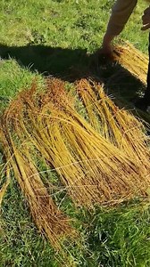 Apologies, our Internet signal this morning was not strong enough to do a live video. We took a short video yesterday of taking the flax out of the bath and spreading it, today when it's fully dry we will be able to bundle it again and get it ready for scutching. | Crafts of Ireland