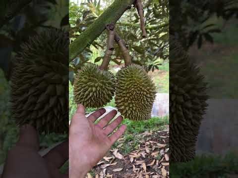 Tươi sầu riêng ri6 và Mussang kinh 70p trái 45 đến 65 ngày
