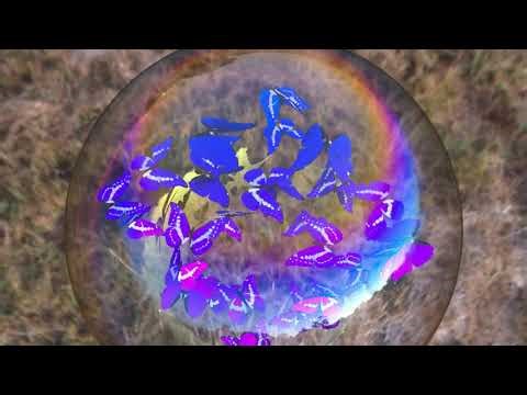 Morpho butterflies inside a soap bubble seen from above(misty_dawn)