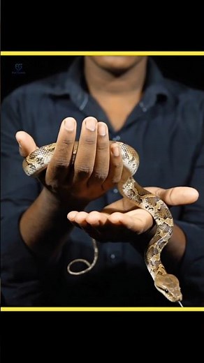 Movie Heroes Are Fake! Real Superpowers Exist in These Animals 🐍🦂 | Animal Facts