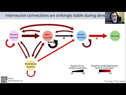 Talk: Connectomes across development reveal principles of brain maturation in C. elegans