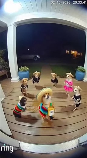 Funny chihuahua party 🎉 #funny #ai #artificialintelligence #dog #party