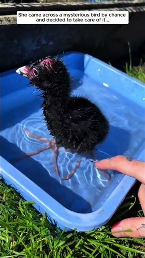 A Mysterious Bird She Rescued #birds #babybird #animals #rescue #cute #animalshorts