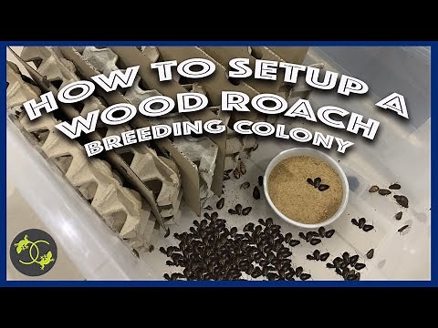 How to Setup a Wood Roach or Dubai roach BREEDING COLONY - Cookies Critters