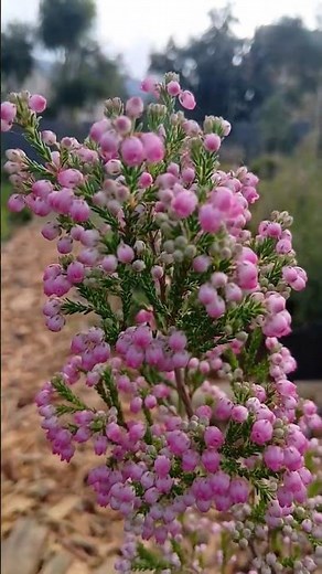 Discover Erica Sparsa 🌸 | South Africa’s Wild Beauty