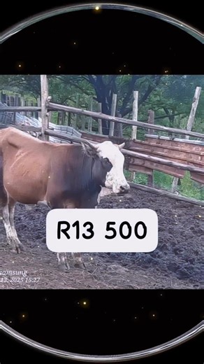 Exploring Beef Sustainable Farming Practices