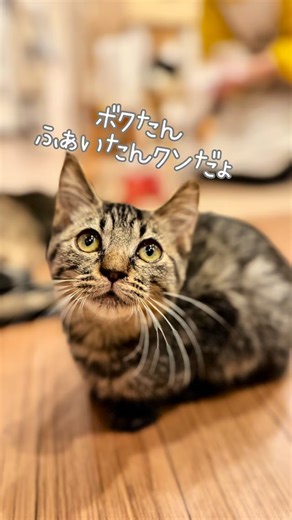 保護猫カフェねこかつ@川越店＆@大宮日進店 on Instagram: "ふぁいたんくん 川越市の多頭崩壊現場から保護された 4ヶ月歳くらいのちびっ子BOY😻 とっても甘えんぼなので お膝も抱っこも大好きで ちょっぴりマイペース🤭 フロアを無邪気に駆けまわる姿は 愛らしさ満点！！ 沢山遊んで沢山甘えさせてくれる ずっとの家族さん待ってます🫶🏻 川越店へぜひ会いにきてくださいね🥰 @川越店 #ねこかつ #保護猫 #保護猫カフェ #里親募集 #川越"