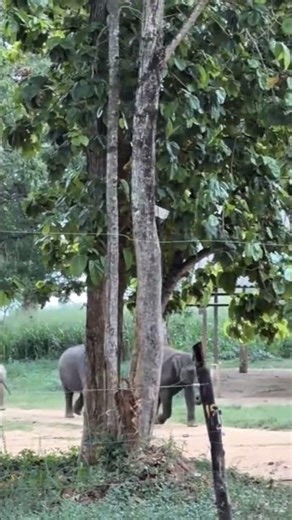Crazy Baby Elephant Runs Wild! 🐘😂 Funniest Elephant Moments Ever || #shots #babyelephant #funny