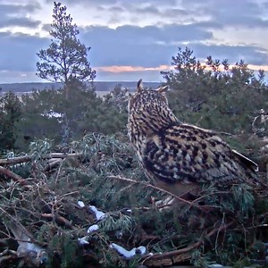 2.6K views · 77 reactions | Sparrowhawk | Border Birds | Facebook