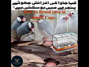 java separate cage breeding ! java bird breeding season ! java sparrow colony breeding ! Jaal Rate