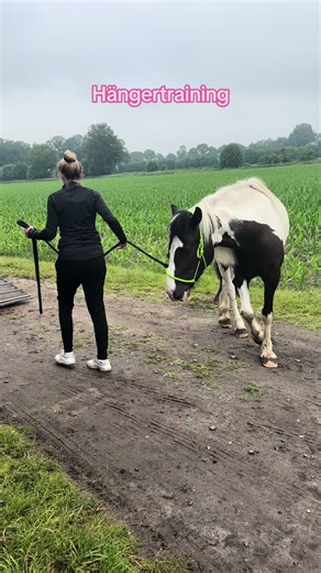 Pferdetraining: Hängertraining Schritt für Schritt