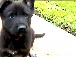 Cute Police Puppies in Training