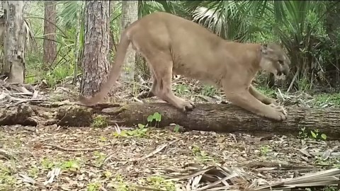 Conservation technology like wildlife cameras and acoustic monitoring equipment are not only accelerating our ability to collect data but also expanding our ecological knowledge. | Ben Prater