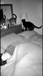 5.2K views · 8.4K reactions | My security cam caught my cats going absolutely psycho in the bedroom while I was dead asleep. These two furry criminals were running laps, knocking stuff over, wrestling on the dresser, and causing full-blown 3AM chaos. If your cats act like tiny demons at night, you’re gonna relate to this one  More late-night cat disasters coming soon — hit follow for the madness. #BlaggTv | Robert Alan Blagg Jr. | Facebook