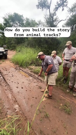 Understanding Leopard Tracks in Animal Tracking
