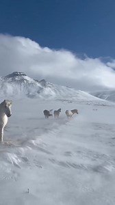 57K views · 573 reactions | Horses. | Mohmand Afghan | Facebook