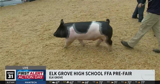 Elk Grove High School FFA Pre-Fair - Animal Show! 8am