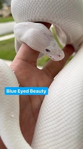 6.6K views · 70 reactions | 冀冀冀冀 0.1 Blue Eyed Leucistic Het G-Stripe Ball Python (Super Butter) #ballpython #royalpython #reptile #reptilesofinstagram #reptiles #snake #snakes #pets #petsofinstagram #pet #bloodpython #burmesepython #reticulatedpython #carpetpython #boaconstrictor #leopardgecko #crestedgecko #beardeddragon #animals #wildlife #bof #recessivegang #ballpythons #royalpythons #reels | BALLS of FURY | Facebook