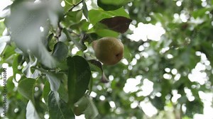 Close-up of female hands plucking a ripe pear from a pear tree. Harvesting in your own garden. Fruit growing and agriculture.