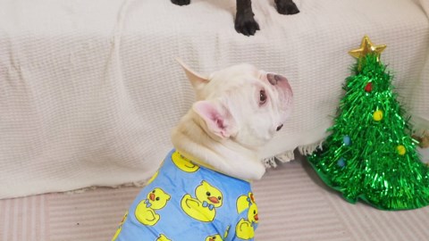 Amazon.com : Dog Pajamas Thanksgiving Outfit Soft Lightweight Velvet Dog Onesies Clothes for Small Medium Dogs Cats Pet Winter Fall Pjs : Pet Supplies