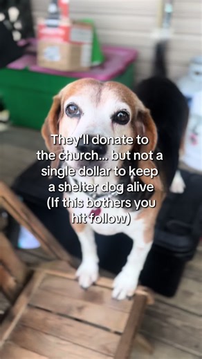 lifewith_barney on TikTok