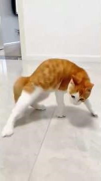 Cats Being HILARIOUS 😂 (Try Not to Laugh)