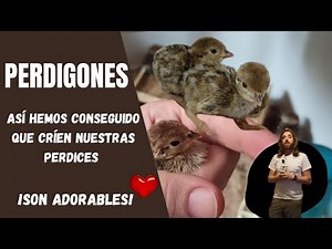 CRÍA DE POLLITOS DE PERDIZ o perdigones EN CASA