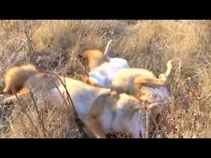 Hunting Predators with Randy Anderson