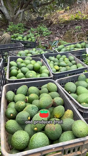 Have your friends who love avocados planted a Dwarf Avocado HASS Tree at home yet | SRK