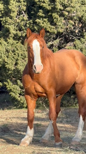 Skydog Sanctuary on Instagram: "I promised you Part Two of the cookie heist starring Bobcat. I had carried on down the line to the end to see these two wild boys Spartacus and Gatsby. They were hidden in the trees and I managed to get some great video of Gatsby looking the best I’ve ever seen him. I was marveling at the sight when I heard the familiar top of the cookie tub fall down and saw Bobcat with his nose in the cookies again. He had followed me all the way 😆 Spartacus and his son are two