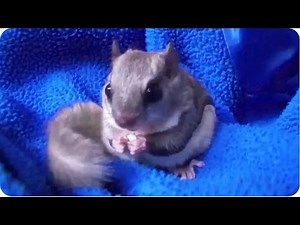 Pickles The Flying Squirrel Jumps Around House