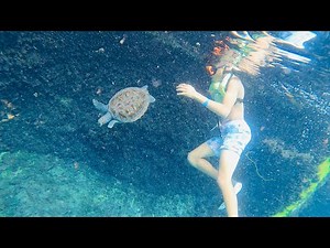 Grand Cayman Turtle Center- Snorkeling Sneak Peek!