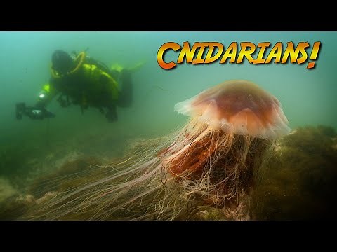 Cnidarians: Squishy Stingy animals! | JONATHAN BIRD'S BLUE WORLD