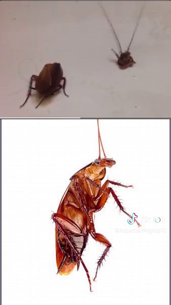 Cockroaches can live without head | How long cockroach can live without head #facts #shorts #animals #reels #fact #cockroaches #live #head