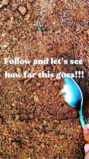 Day 3 🌱Just me, the soil, and a spoon.Trusting the process. #sedimentary #metamorphism