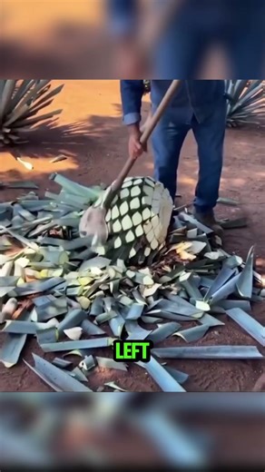 The Secret Behind Tequila Production #shorts