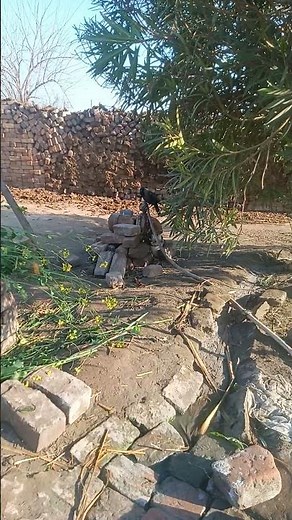 Amazing Crow Calling Sound in Jungle