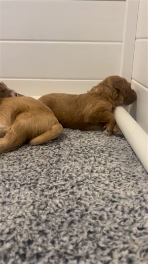 Wild Acres Goldendoodles on Instagram: "Dog piles ❤️🍪 #dogpile #puppylife #ganabreeders #puppylove #417"