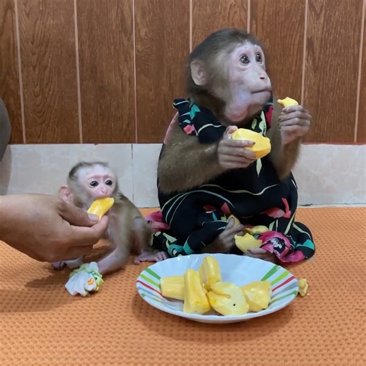 Newborn Baby Monkey Ronaldo & Selena Are Very Sad. . . #fblifestylelife #fblifestyle #fblifestylemanagement #fblifestyletyle #fblifestylechallenge #fblifestyle #reel #cute #animals #lovely #newbornbabymonkey #monkey | Cute Baby Monkey